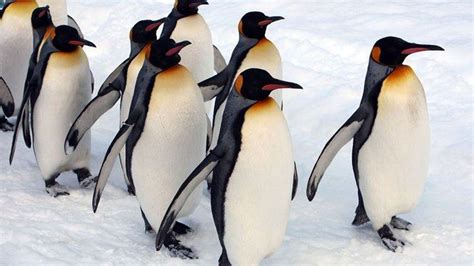 480 Gambar Binatang Berkaki Dua Dan Empat Hd Terbaik Penguins