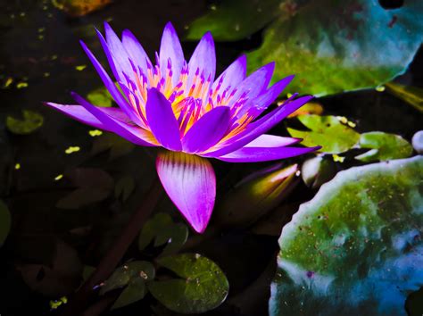Free Images Purple Lilies Edit Lily 4176x3120 1372205 Free