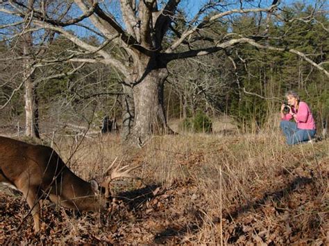 how maryland solves its nuisance deer problems