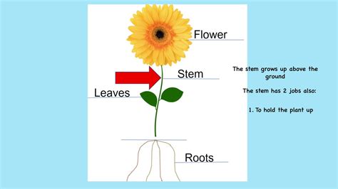 Parts Of A Plant Ppt Youtube