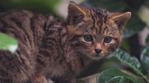 Extremely Rare Scottish Wildcat Kitten Caught On Camera Ctv News