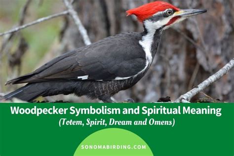 Woodpecker Symbolism And Meaning Totem Spirit And Omens Sonoma