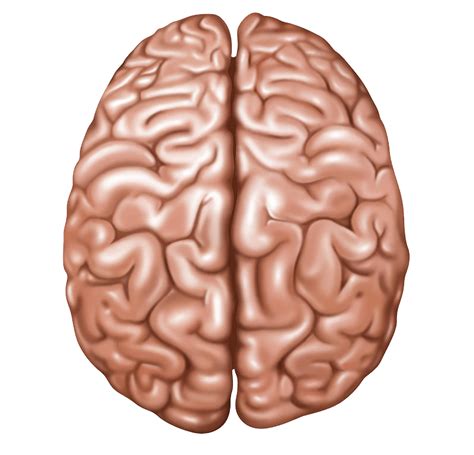 Brain Png Free File Download Png Play