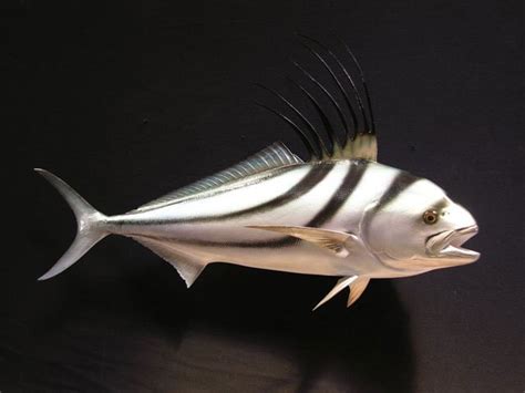 Roosterfish Mounts New Wave Taxidermy