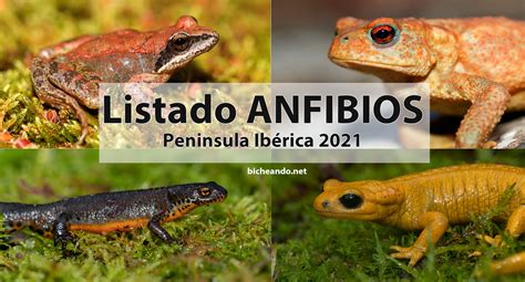 Cuántas especies de anfibios hay en la Península Ibérica 2021