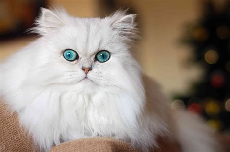 The Stunning Silver Persian Cat Catsinfo