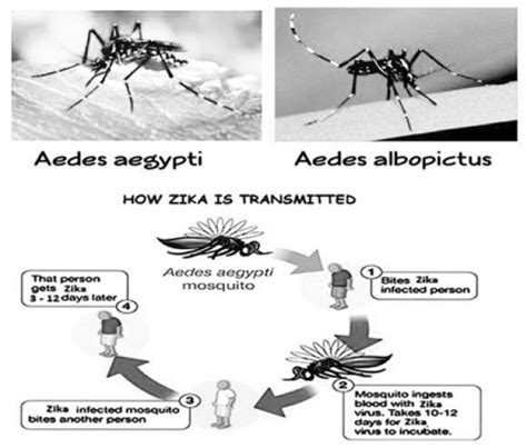 Zika Takes Root In Northern Belize Amandala Newspaper