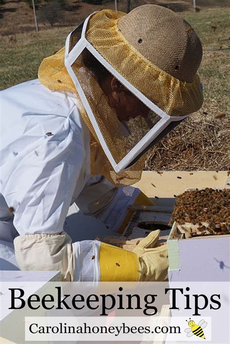 Beekeeping For Beginners Get Started With Bees Carolina Honeybees