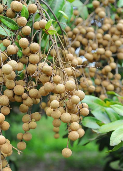 Kohala Longan Fruit Tree Dimocarpus Longan Sow Exotic
