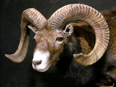 Armenian Mouflon Sheep Taxidermy Mount