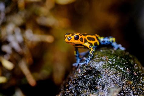 Meet The 5 Cutest Frogs In The World A Z Animals