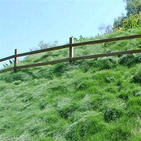 Creeping Red Fescue Grass Festuca Rubra Quality Fescue Seed Lawn