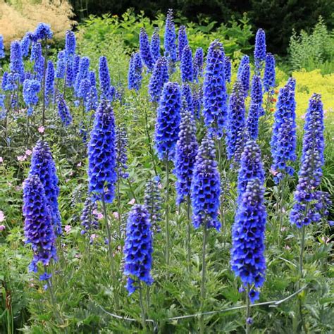 Of The Best Easy Care Perennials With Beautiful Blue Flowers Page
