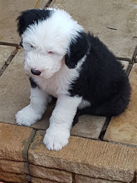 Old English Sheepdog Puppy For Sale In Crawley West Sussex Gumtree