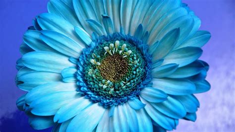Wallpaper Blumen Blau