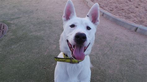 Click the small x to the right of a group's name and shelter # to report an error. Odin is a gorgeous friendly 9 month old German shepherd ...