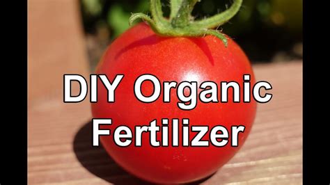 Apply the homemade fertilizer every two weeks or until you are satisfied with the progress your lawn has made. Make Your Own Organic Fertilizer....from weeds! - YouTube