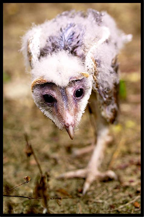 Baby Barn Owl Photograph By Suan Imm Lim Fine Art America