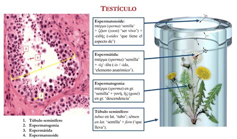 Espermatogenesis Histologia