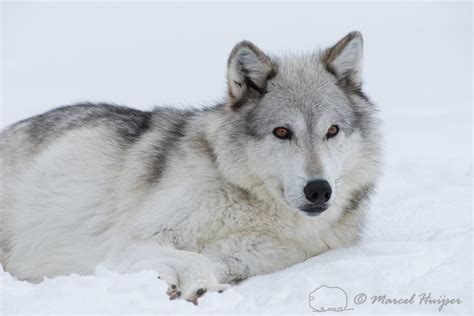 Marcel Huijser Photography Rocky Mountain Wildlife Wolf Canis Lupus