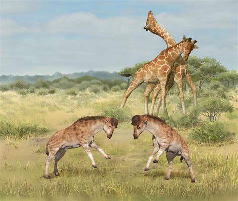 Animal Reproduction Giraffes Necks May Have Evolved For Sexual