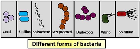 types of microorganisms chart