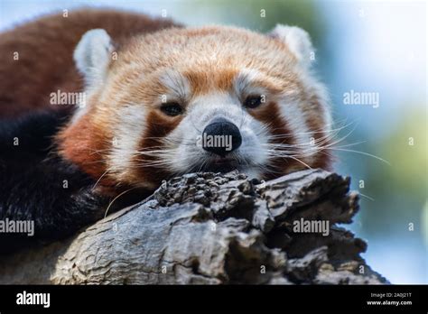 Red Panda Ailurus Fulgens Stock Photo Alamy