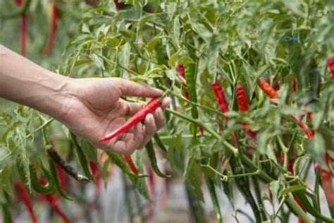 How To Dry Chillies 3 Chilli Drying Methods