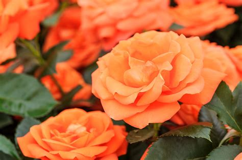 Orange Roses Images