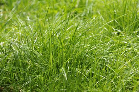 How To Get Rid Of Tall Fescue Grass Storables