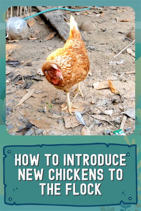 how to introduce new chickens to the flock artofit