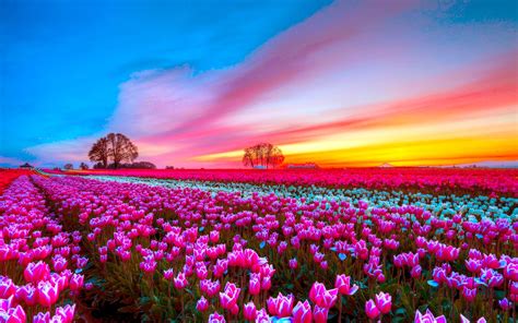 Download Pink Flower Sunset Sky Field Flower Nature Tulip Hd Wallpaper