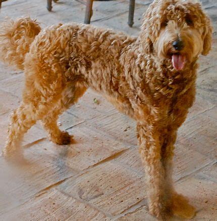 Our texas labradoodle breeder puppies are bred to be friendlier, cuter and smarter while maintaining the same hypoallergenic coats. contact info for information and purchasing australian ...