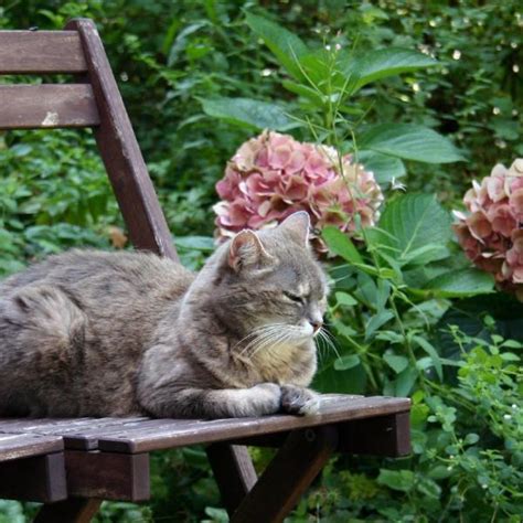 Trucos Para Evitar Que Un Gato Entre En Tu Jardín