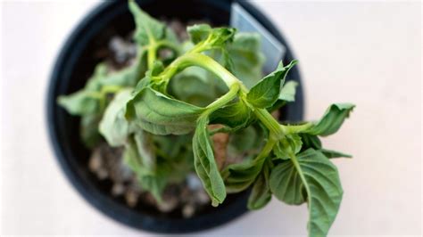 7 Reasons Your Basil Plants May Be Wilting This Season