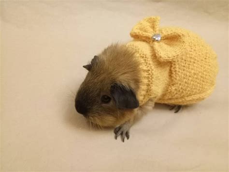 Guinea Pig Clothes Bunny Dress Bow Sweater For Pig Accessories Etsy