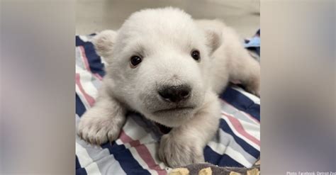 Twin Polar Bear Cubs Born At Detroit Zoo Laptrinhx News