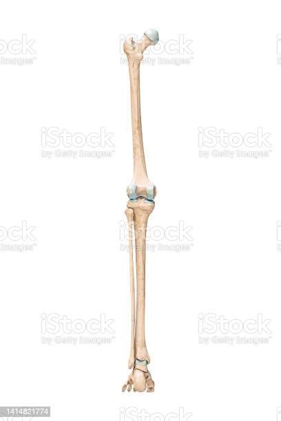 Accurate Posterior Or Rear View Of The Leg Or Lower Limb Bones Of The