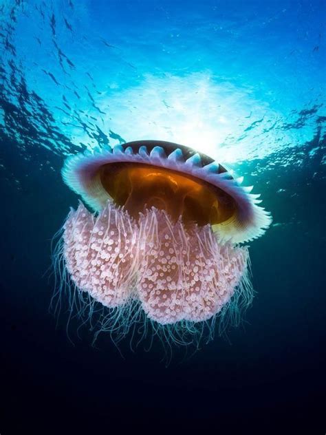 Underwater Poisonous Mushroom Photo By Ponnie J — National Geographic