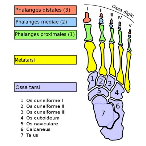 1 „ein besonders barbarisches schönheitsideal wurde über viele jahrhunderte in china praktiziert; Fuß - AnthroWiki