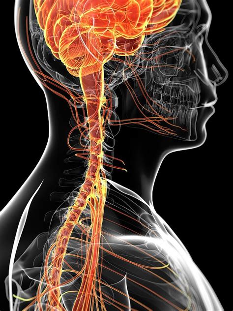 Human Brain And Nervous System 4 Photograph By Sebastian Kaulitzki
