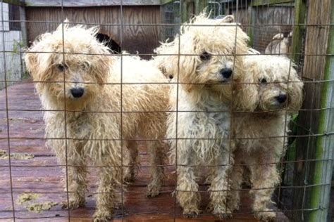 Healthy, pad conditioned, calm, and f. Hollywood, Florida, becomes 150th locale to crack down on puppy mills · A Humane Nation