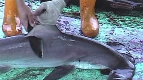 Shark Finning Process