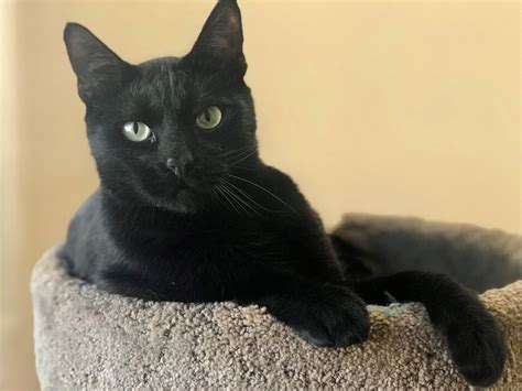 Alfie Is An Elegant And Sweet Black Cat Orange County Register