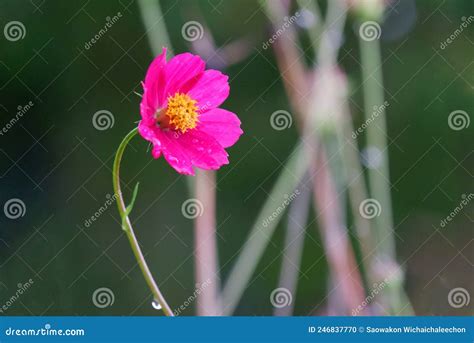 Close Up Sweet Purple Cosmos Flower Blossom With Rain Droplets And