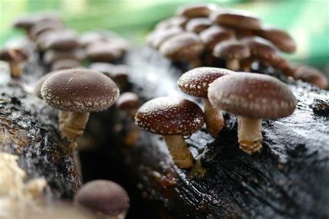 Lentinula Edodes 14 Shiitake Mushroom Benefits