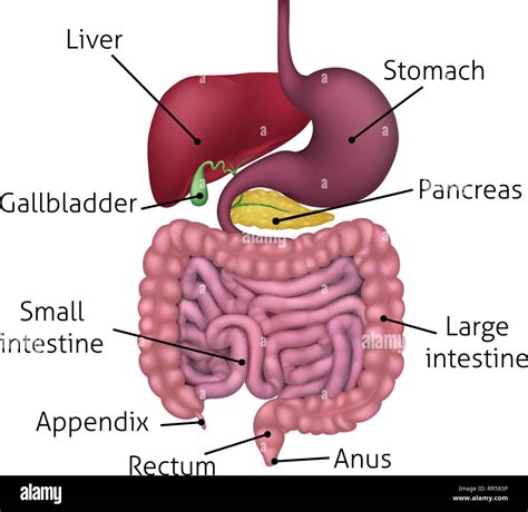 Diagrama Del Aparato Gastrointestinal Del Sistema Digestivo Ilustracion