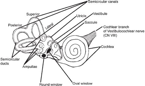 Bony And Membranous Labyrinth The Bony Labyrinth Consists Of The