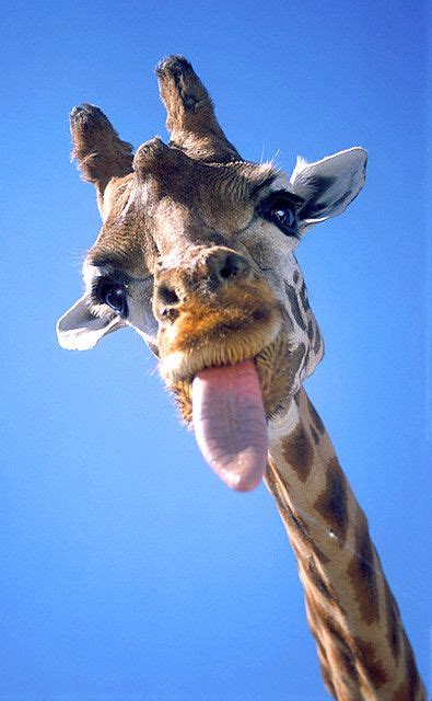 Giraffe Funny Animal Faces Animals Giraffe Pictures