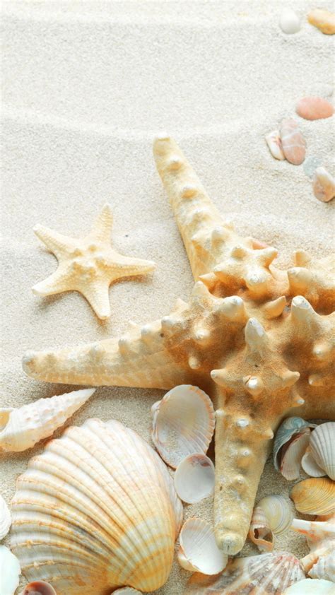Seashells On The Beach Wallpaper 49 Images